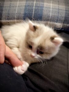 Rag-A-Like Kitten