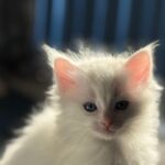 Merlin