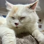 Picture of Purrfect Paws Jessie