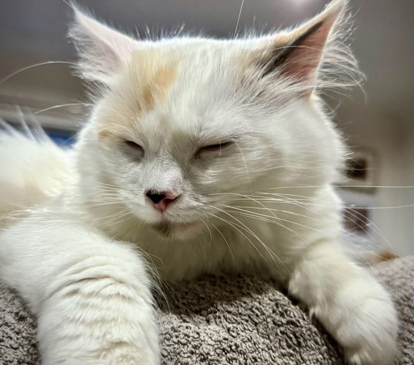 Picture of Purrfect Paws Jessie