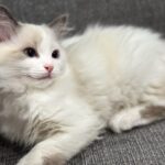 Picture of Purrfect Paws Jessie