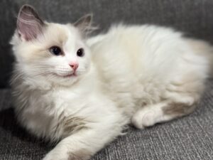 Picture of Purrfect Paws Jessie