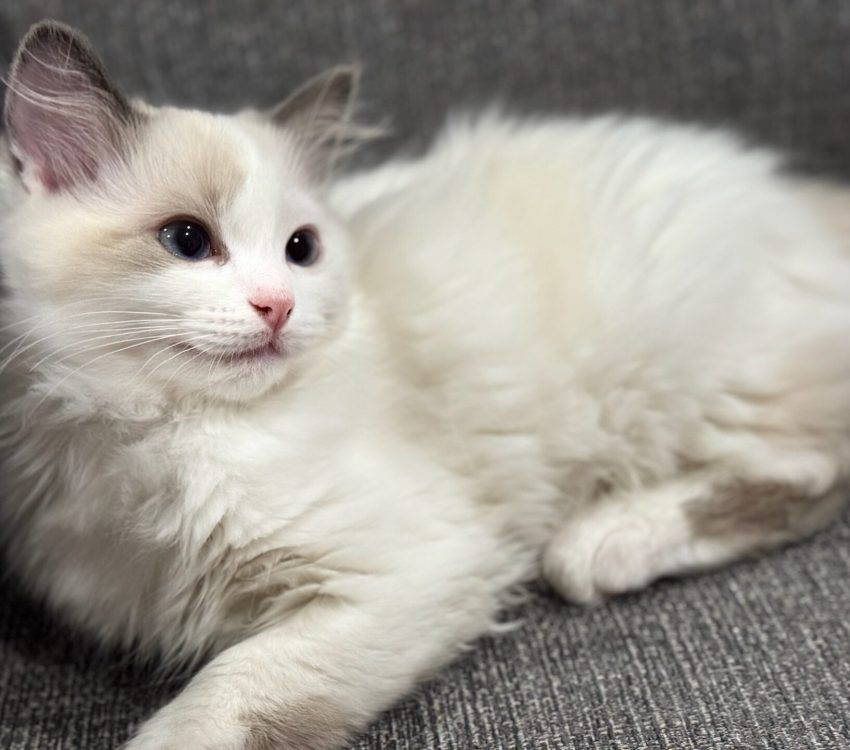 Picture of Purrfect Paws Jessie