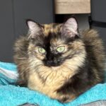 Picture of Naia, a tortoiseshell Ragdoll Cross