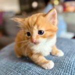 Tails