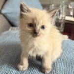 Poppy