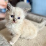 Gracie (Bluebell)