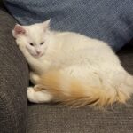 Picture of Merlin, a flame point Ragdoll