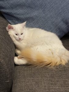 Picture of Merlin, a flame point Ragdoll