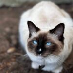 Picture of Purrfect Paws Milo