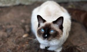 Picture of Purrfect Paws Milo