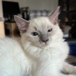Purrfect Paws Marley - Lilac Colourpoint Ragdoll