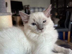 Purrfect Paws Marley - Lilac Colourpoint Ragdoll