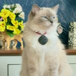 Purrfect Paws Cleo - Mitted Blue Colourpoint Ragdoll