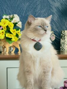Purrfect Paws Cleo - Mitted Blue Colourpoint Ragdoll