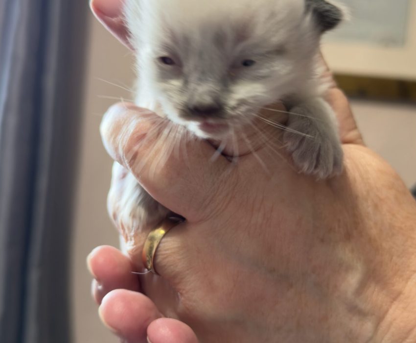 Purple - Mitted seal male