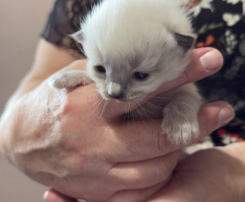 Red - Seal colourpoint male