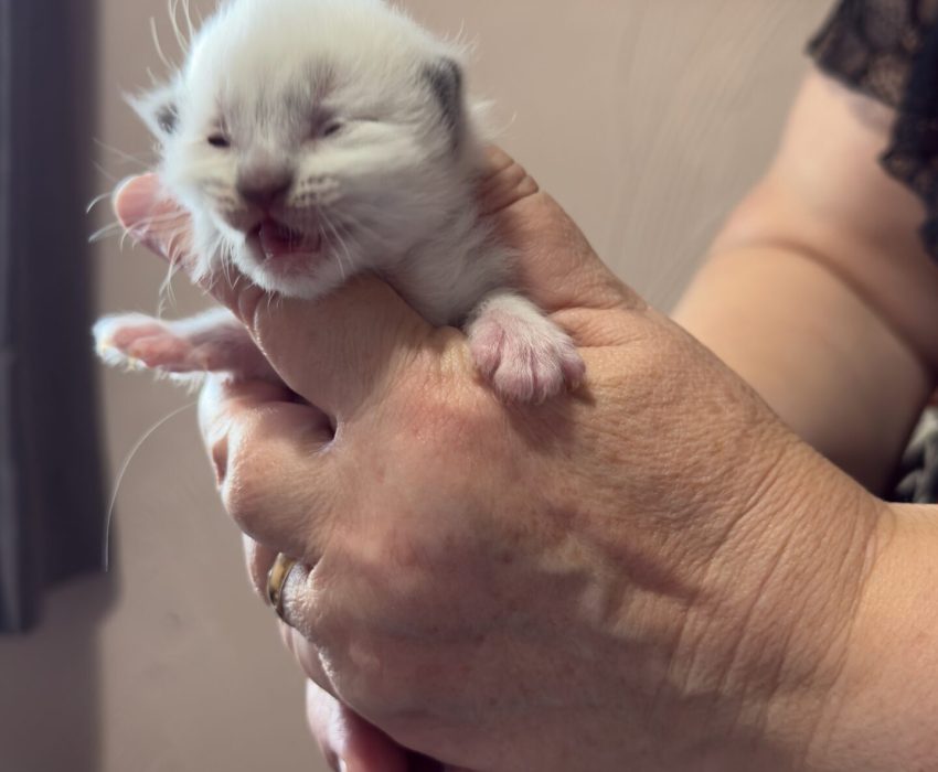 Yellow - Seal colourpoint male