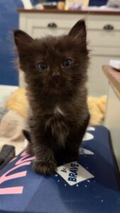 Layla - Black and Chocolate Ragdol Cross