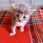 Kitten 1
