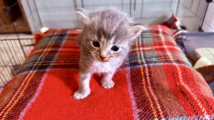 RagCoon Kitten