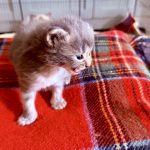 Kitten 1