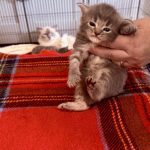 Kitten 1