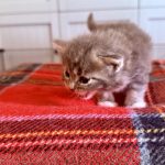 Kitten 2