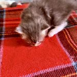 Kitten 2