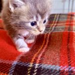Kitten 2