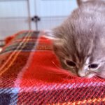 Kitten 2