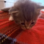 Kitten 3
