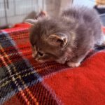 Kitten 3