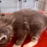 Kitten 3