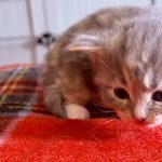 Kitten 4