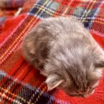 Kitten 4