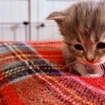 Kitten 4