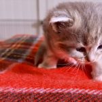 Kitten 4