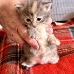 Kitten 5