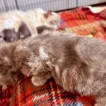 Kitten 5