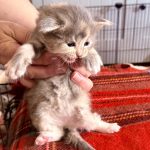 Kitten 6