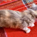 Kitten 6