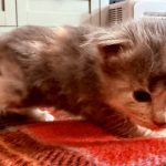 Kitten 6