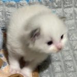 RESERVED - Eccles - LILAC BICOLOUR