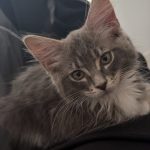 Cashy the RagCoon