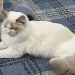 BushyTailz Poppy
