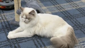 BushyTailz Poppy