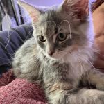Edith the RagCoon