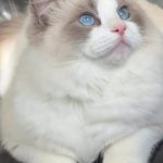 BushyTailz Clarissa